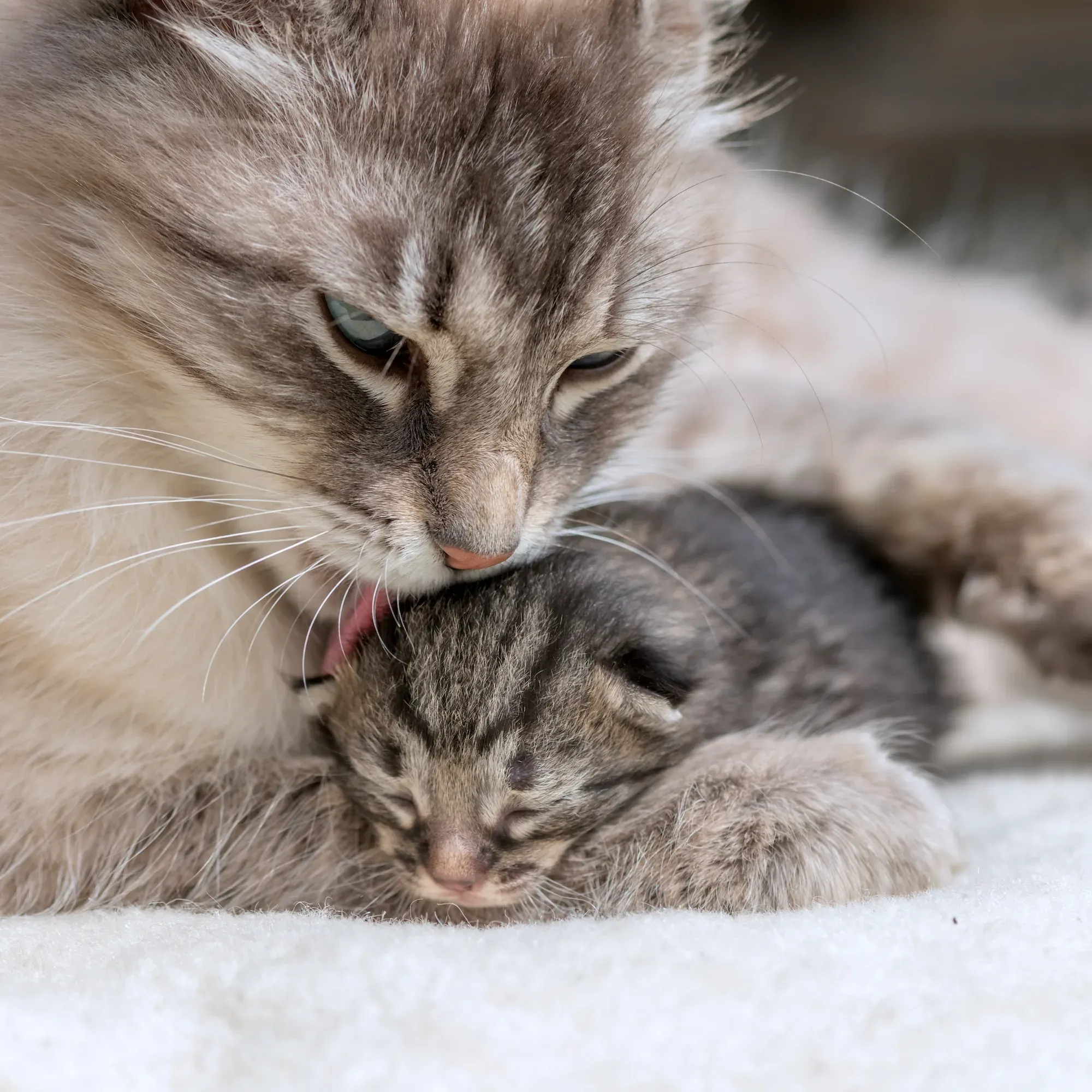 A mother cat grooming her kitten